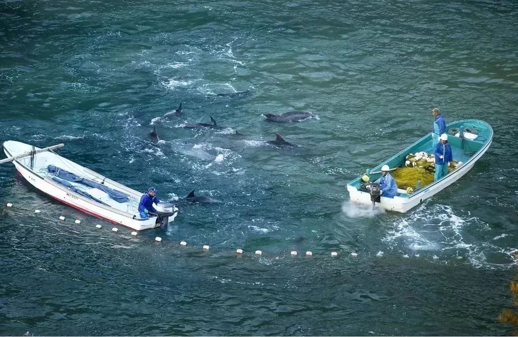 《海豚湾》上映展现太地町捕海豚场面的里克奥巴里发起