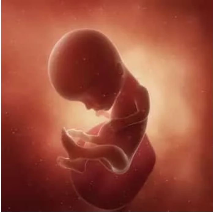 孕14周的双胞胎胎儿发育图7070:孕14周的胎宝宝大概有桃子那么大