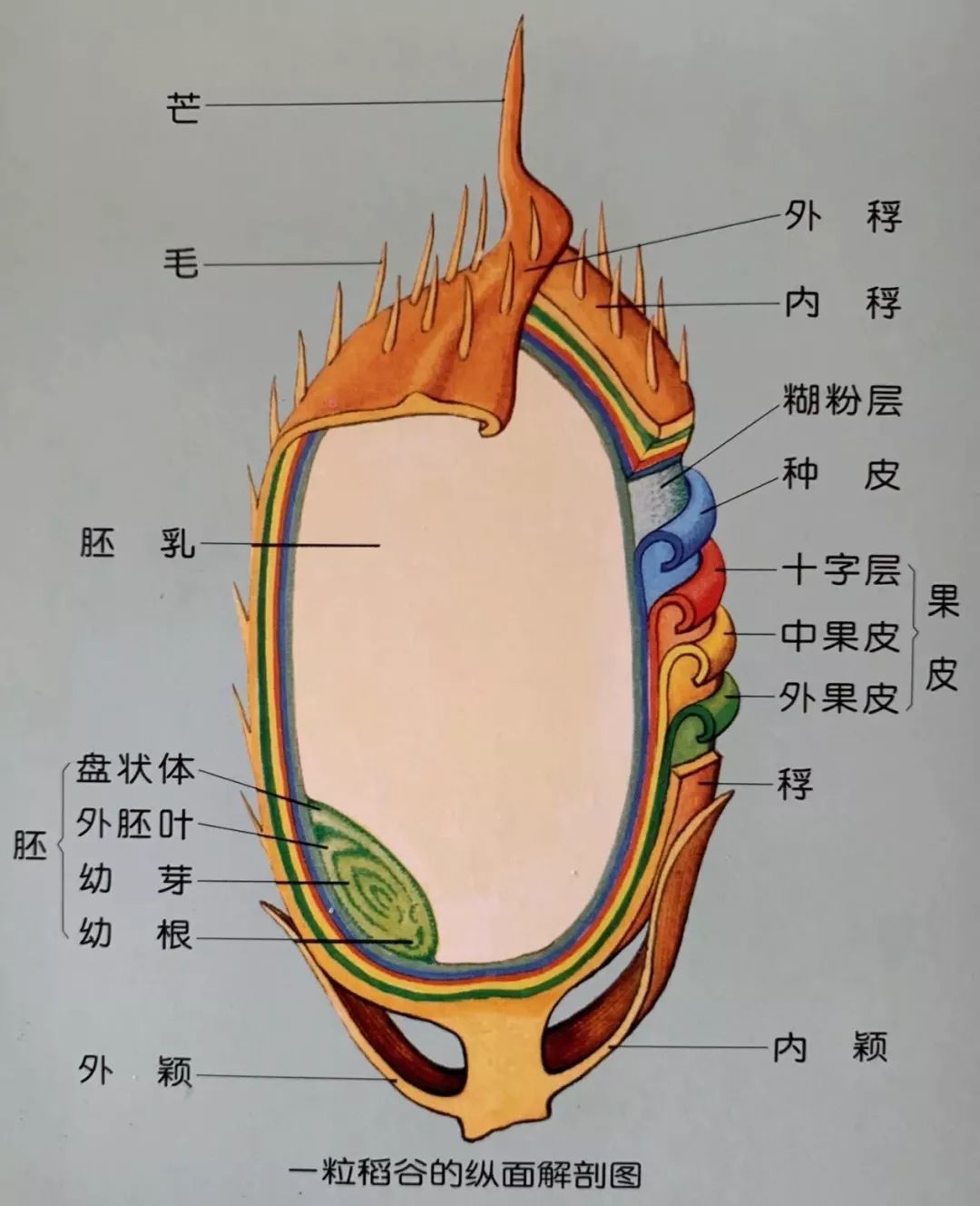 而未抛光大米,则保留了糊粉层,还有稻谷的谷皮,种皮,胚芽等在加工过程