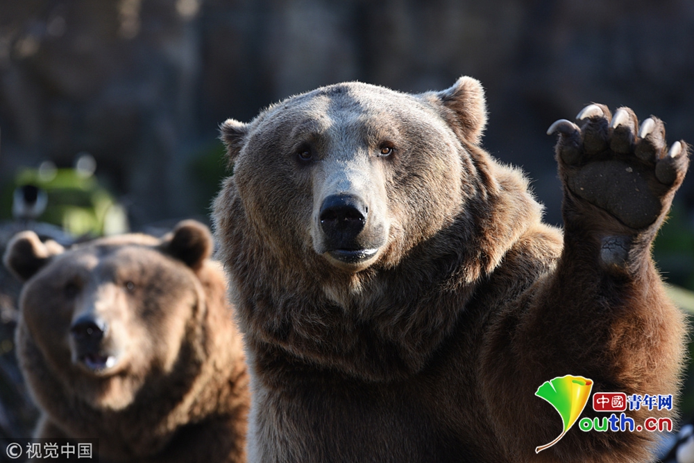 西班牙马德里,马德里动物园的棕熊们焦急等饭吃,吃货小模样萌爆了