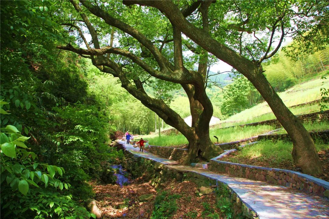 平水新城(平水镇)王化村"茶香王化"美丽家园示范带