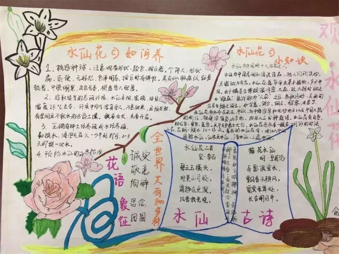 《觀水仙花》項目化學習,孩子們真是八仙過海,各顯神通.