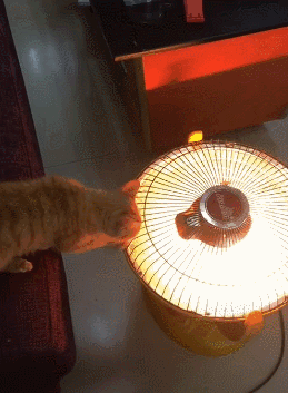 流浪猫为取暖不请自来自己动手掰正小太阳好冷哟蹭个火