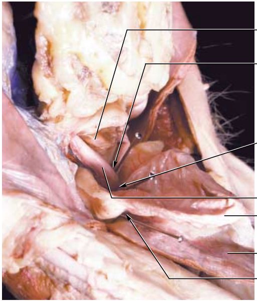 猫解剖学腹腔的系膜