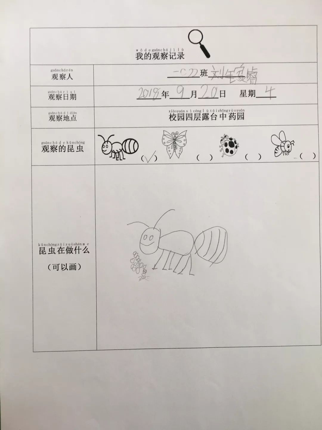 昆虫记录表 制作图片