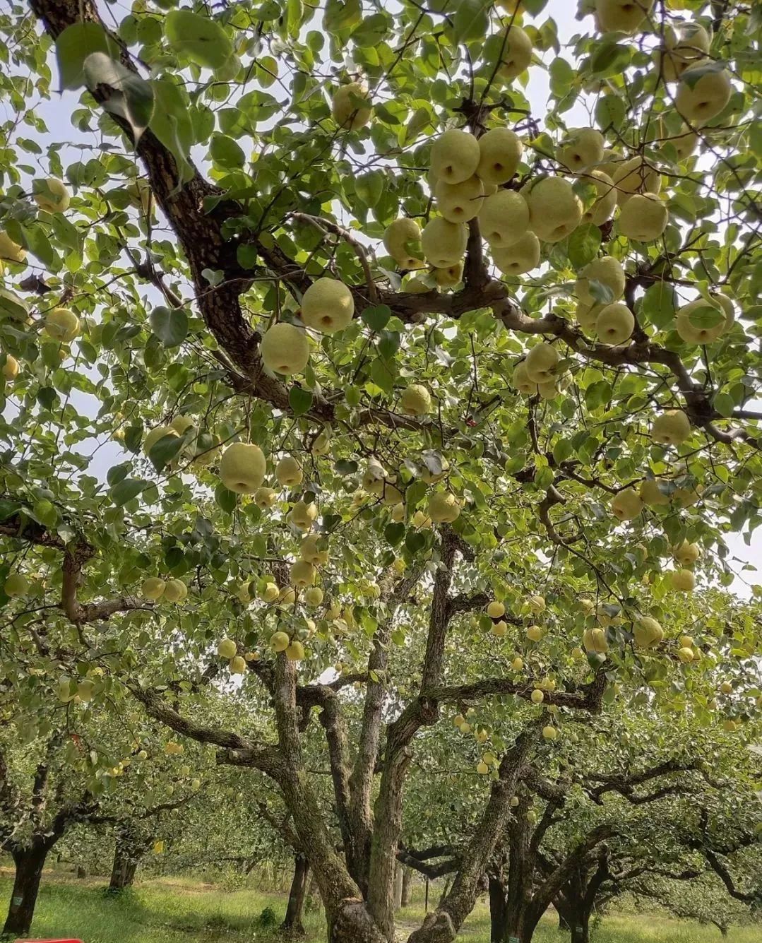 砀山百年梨树图片图片