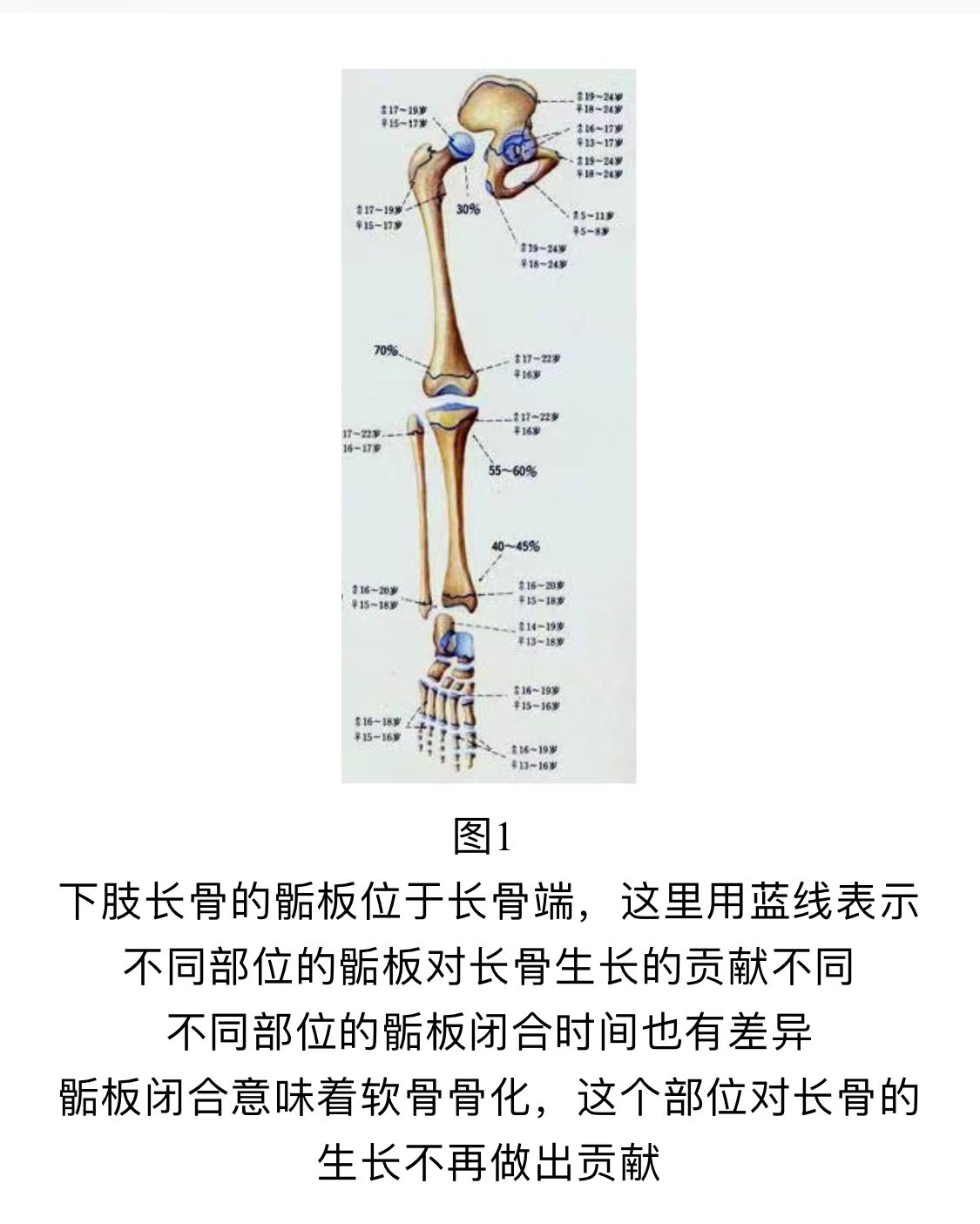 骨骺和干骺端解剖图图片