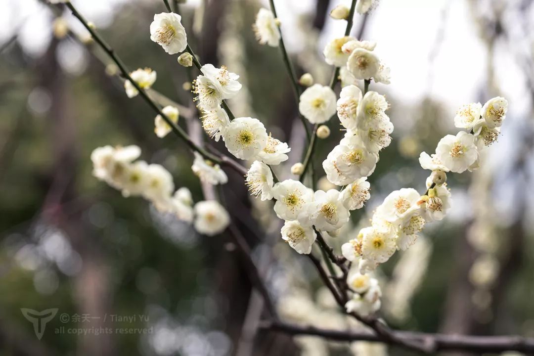 從吃果到賞花梅花身上盡是人類的智慧與努力