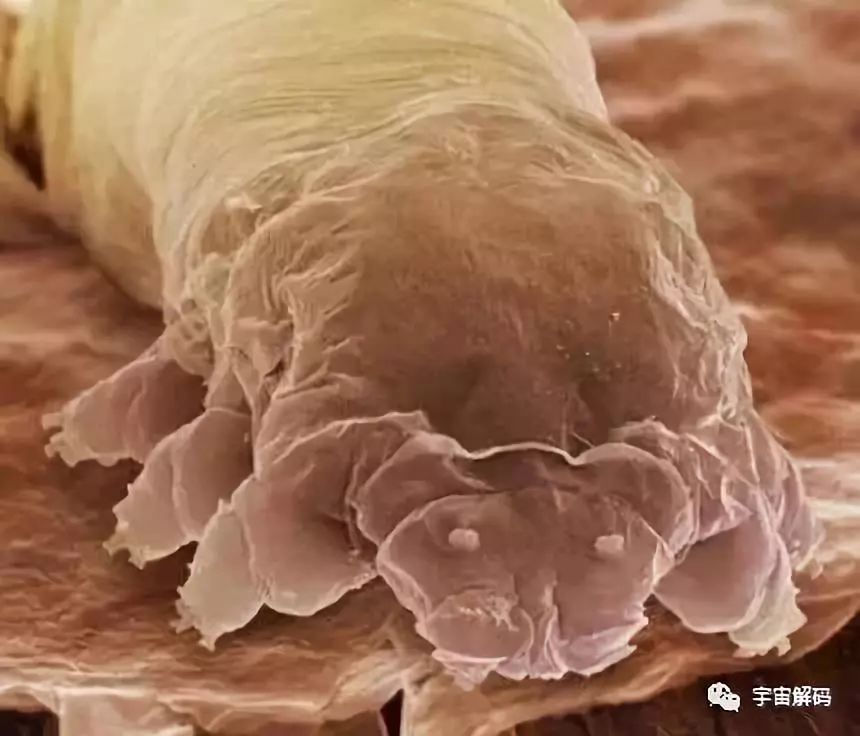 显微镜下的蛆虫图片