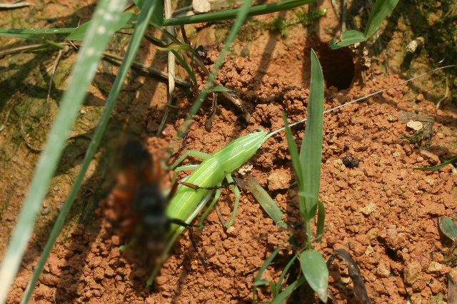 灰蝗虫的繁殖图片