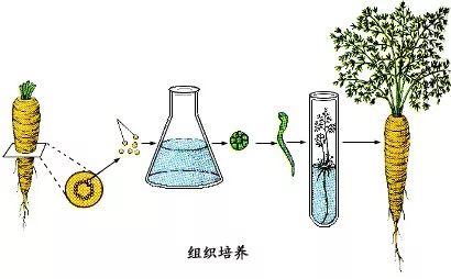 其实啊,手指植物是人们在植物组织培养技术的原理上,经过了美化装饰