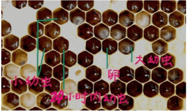 蜜蜂如何培育蜂王掌柜分享人工培育蜂王技巧非常详细实用