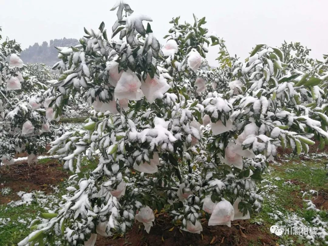 下雪了柑桔生产低温冻害防范工作怎么做