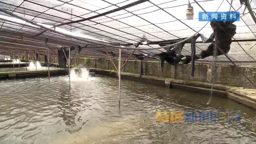 這家鰻魚養殖場位於集美區坂頭水庫的