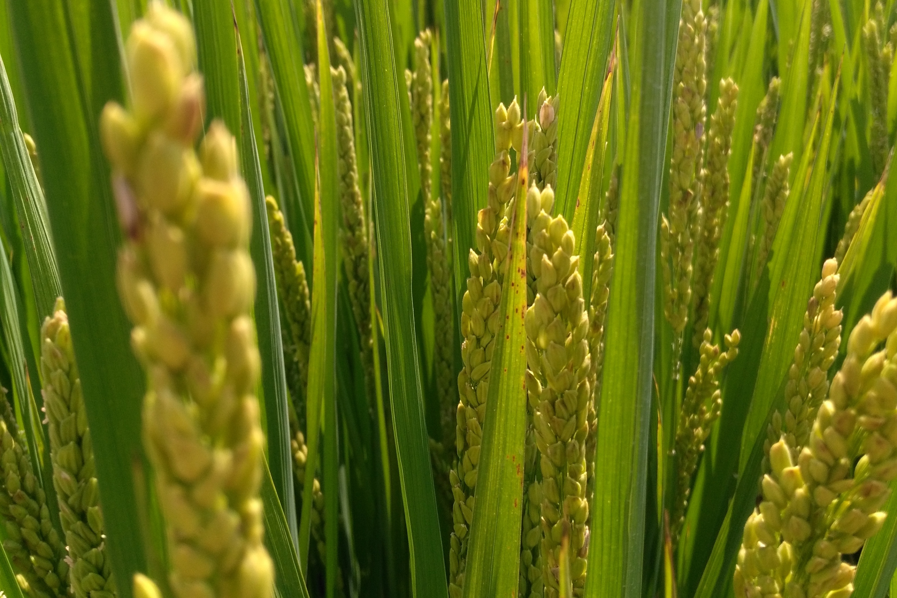 幼儿园食育活动:割水稻分新米