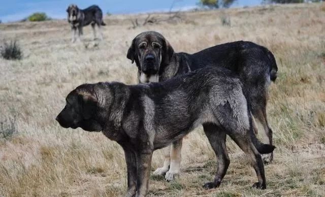 藏獒代表亚洲猛犬而它则是欧洲獒犬的荣耀历经千年野性依旧