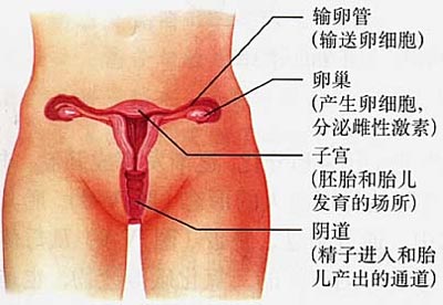 女性生殖系统功能以及结构介绍 阴蒂