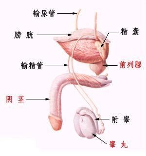 男性生殖系统结构及功能介绍 阴茎