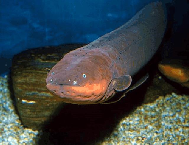 牙签鱼生活在亚马逊河中,身体细小,很多而且很细,就像一根牙签那样