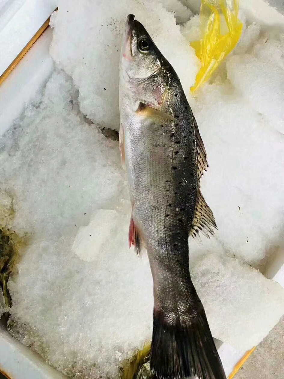 東山島海鮮野生海鱸魚純海釣當季肥美