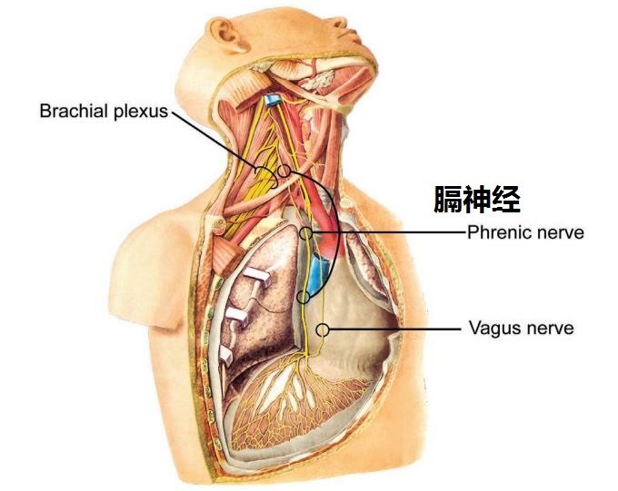 膈神经分布于膈肌,心包,纵隔胸膜,膈胸膜和膈下中央部的腹膜