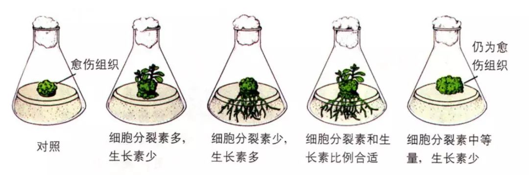 试管生长激素是激素(生长激素在试管中起什么作用)-第1张图片-鲸幼网