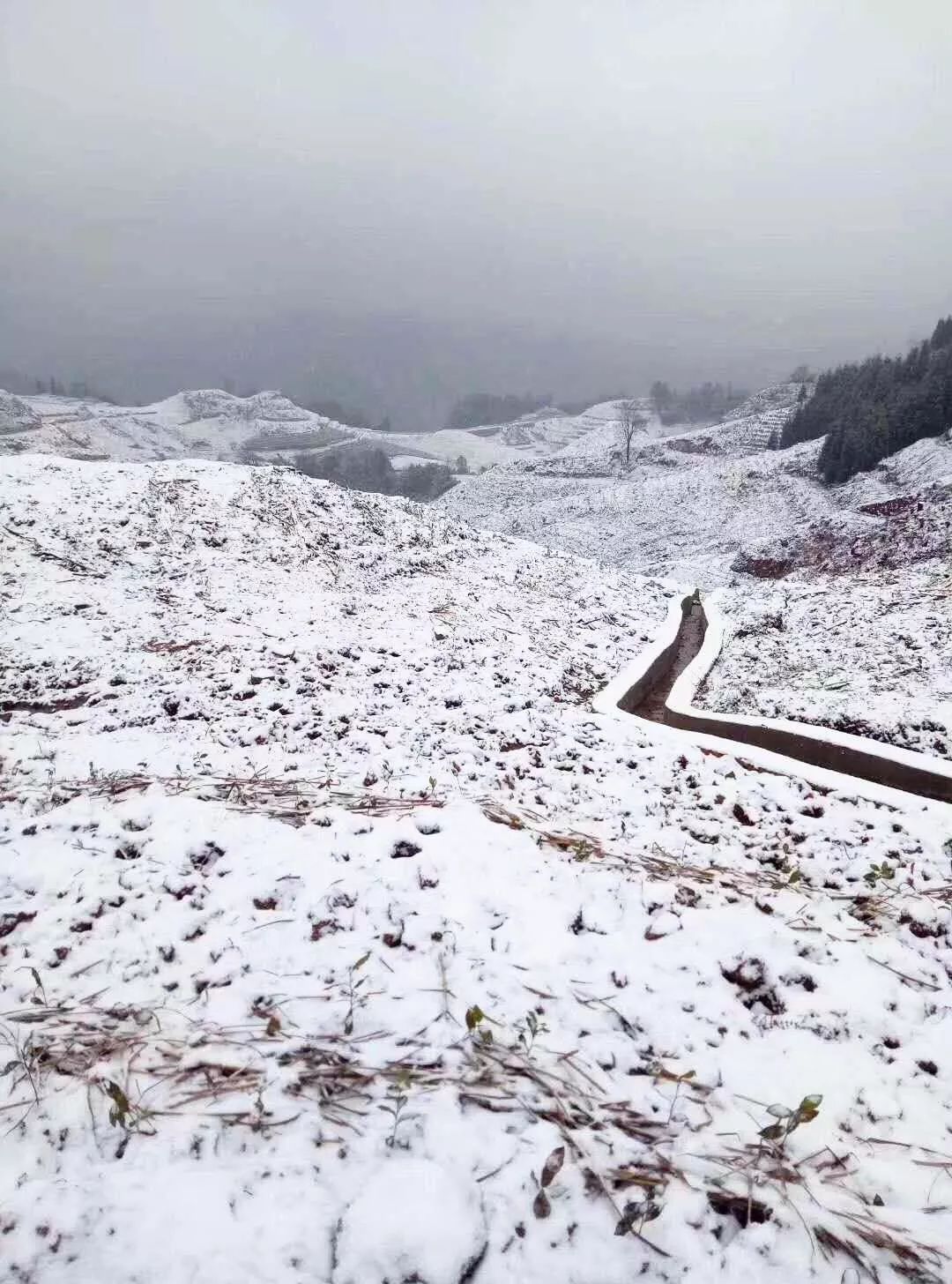 宜宾下雪啦催科山七星山天宫山一夜白头约起