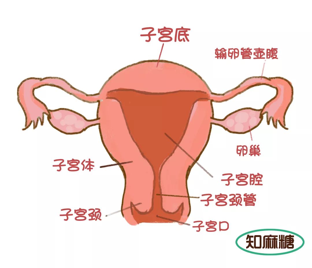 输卵管在腹部哪个位置图片