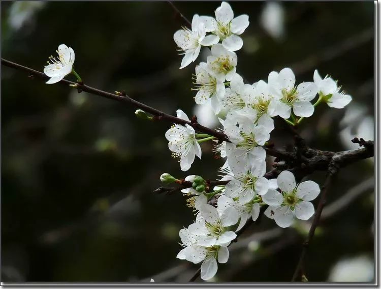 李花萼片图片