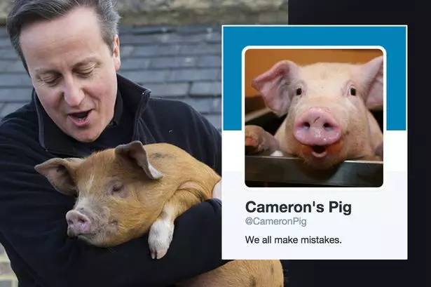 英国首相卡梅伦和猪图片