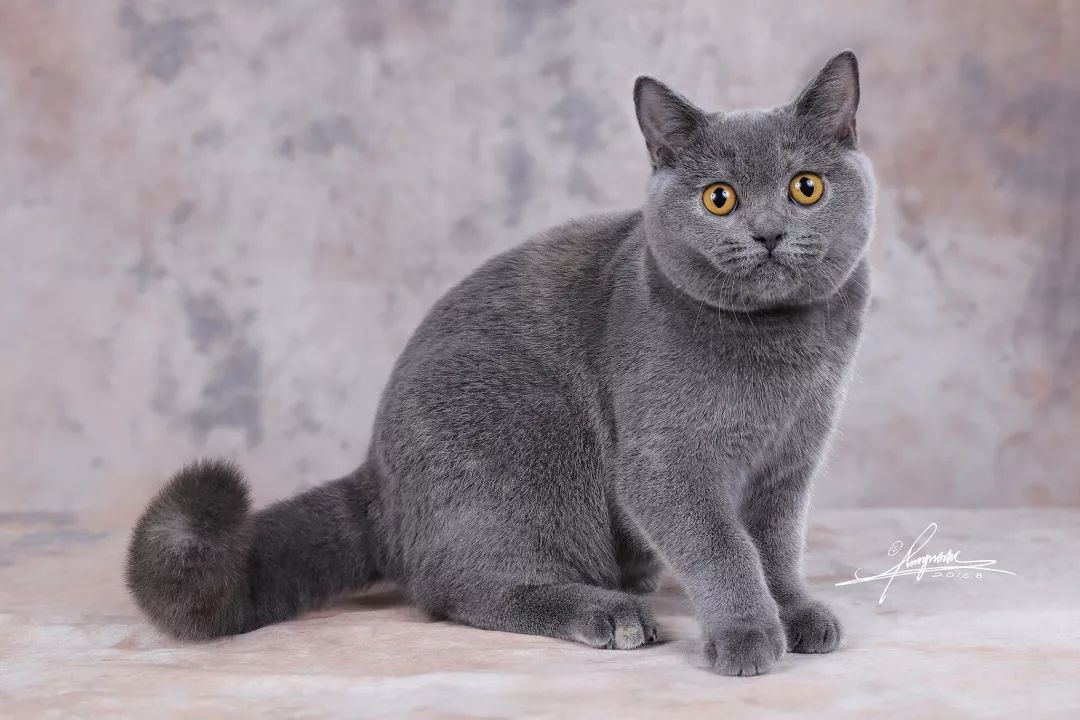 英伦绅士——英国短毛猫的性格特征英国短毛猫性格大胆好奇,但也安静