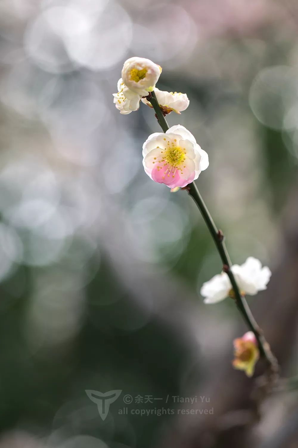 從吃果到賞花梅花身上盡是人類的智慧與努力