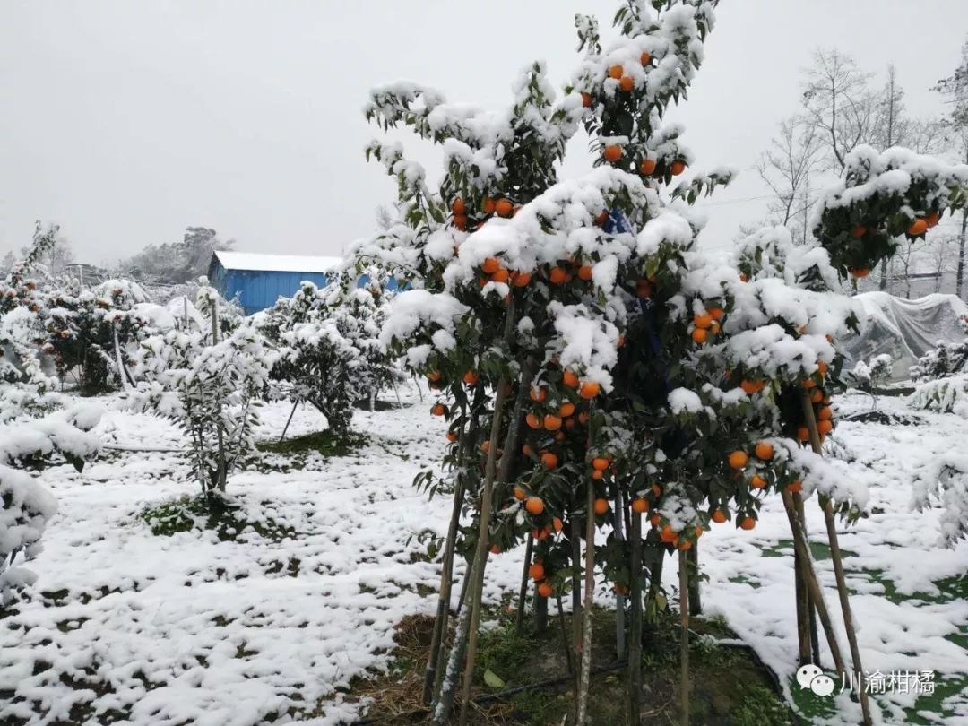 下雪了柑桔生产低温冻害防范工作怎么做