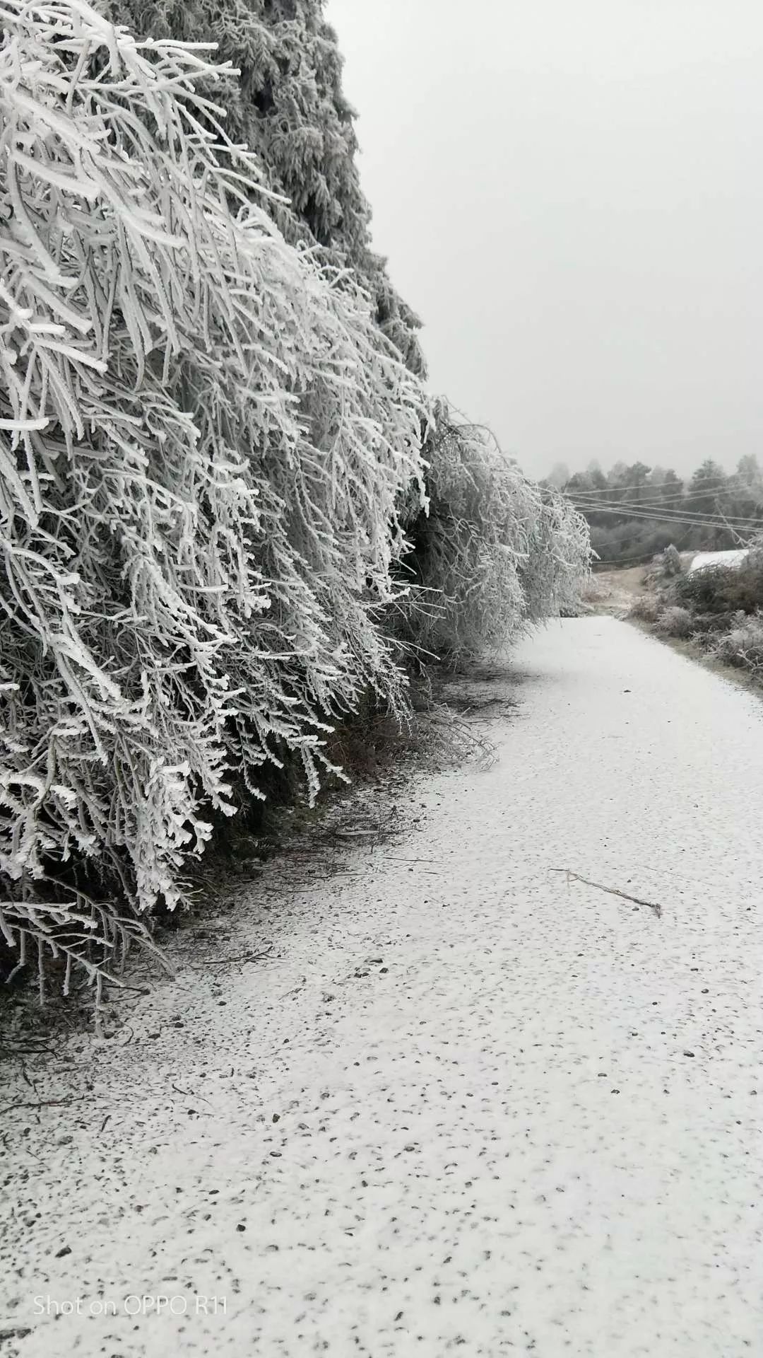 毕节下雪图片