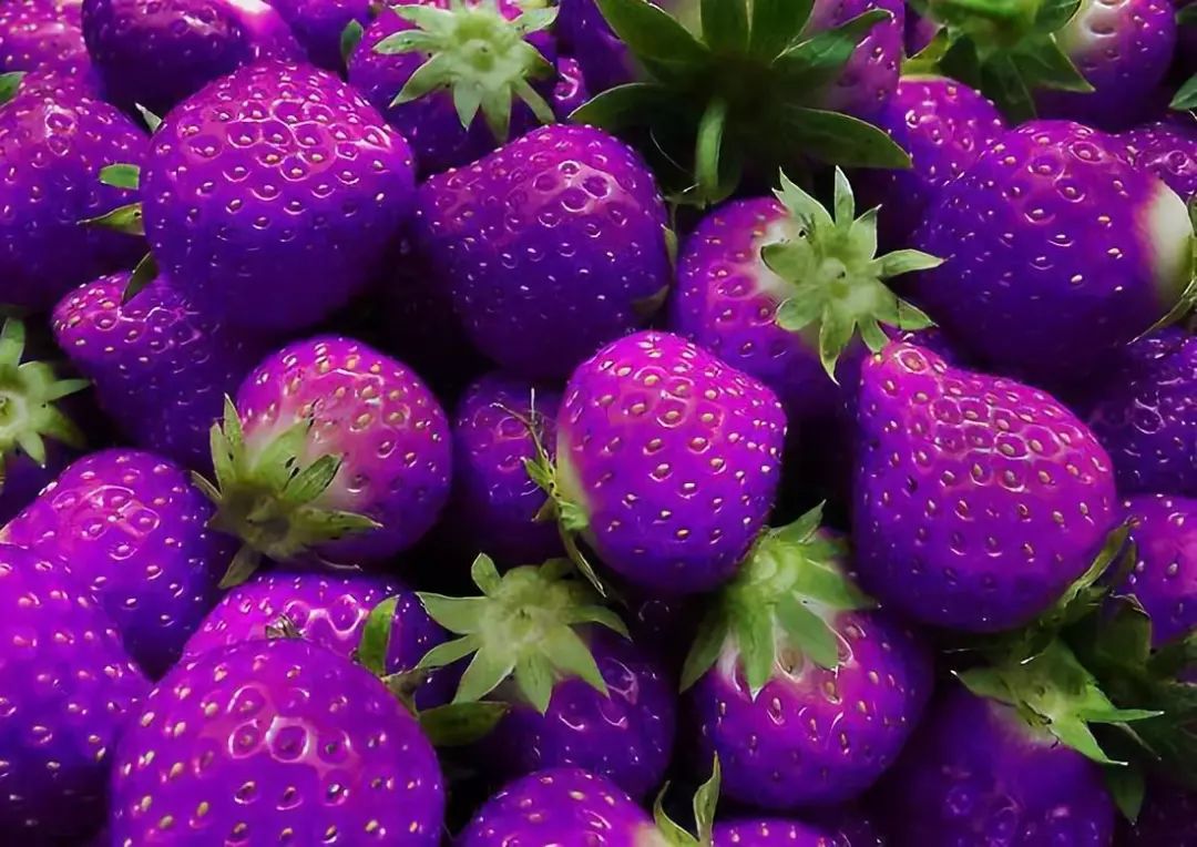 还有紫色草莓