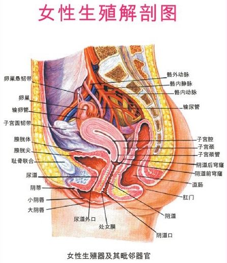女性身体器官名字图片