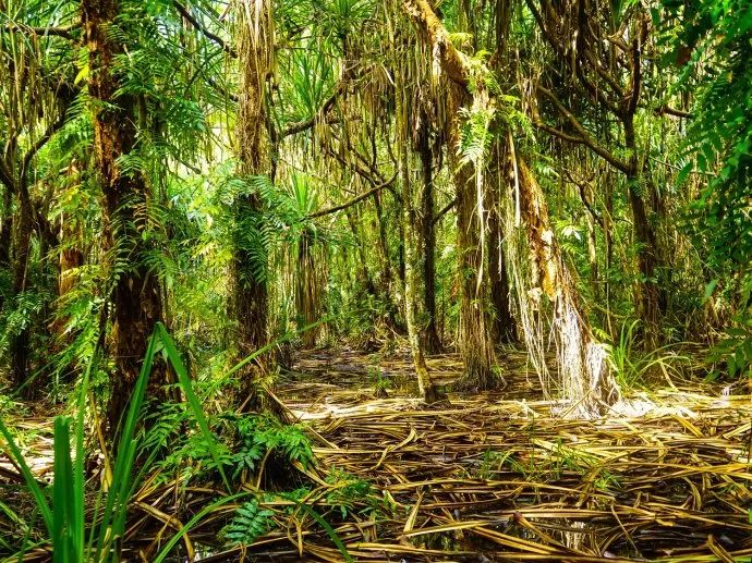 而凯恩斯所在的昆士兰也几乎是澳洲唯一有热带雨林的地方