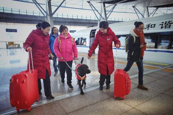 新導盲犬黑萌萌接班珍妮今日抵京為盲人陳燕引路