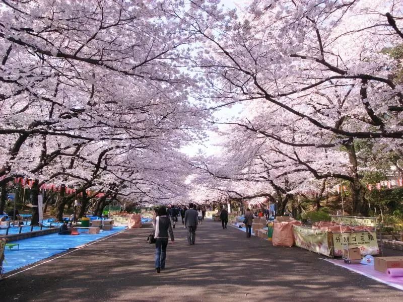 东京都千代田区 樱花图片