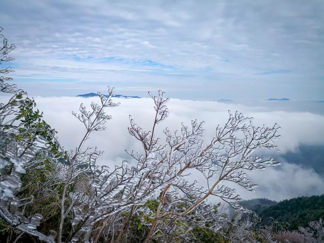 2018年乌岩岭最后一波雾凇来啦!冰雪美景新鲜出炉,好想去看看