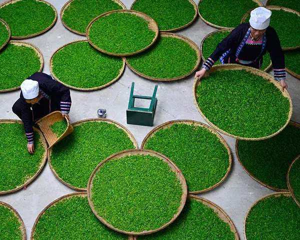 花語茶香茶葉加工過程中構成的色素這些你一點不知道