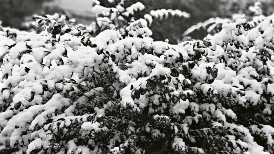 初雪在工美与你相遇