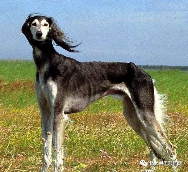蒙古细犬的性格特征图片