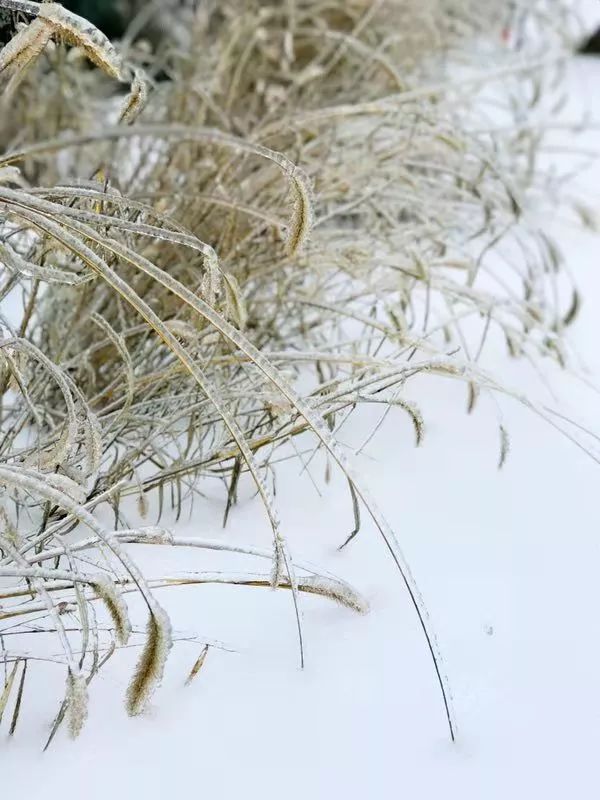 浦江美女峰雪景图片