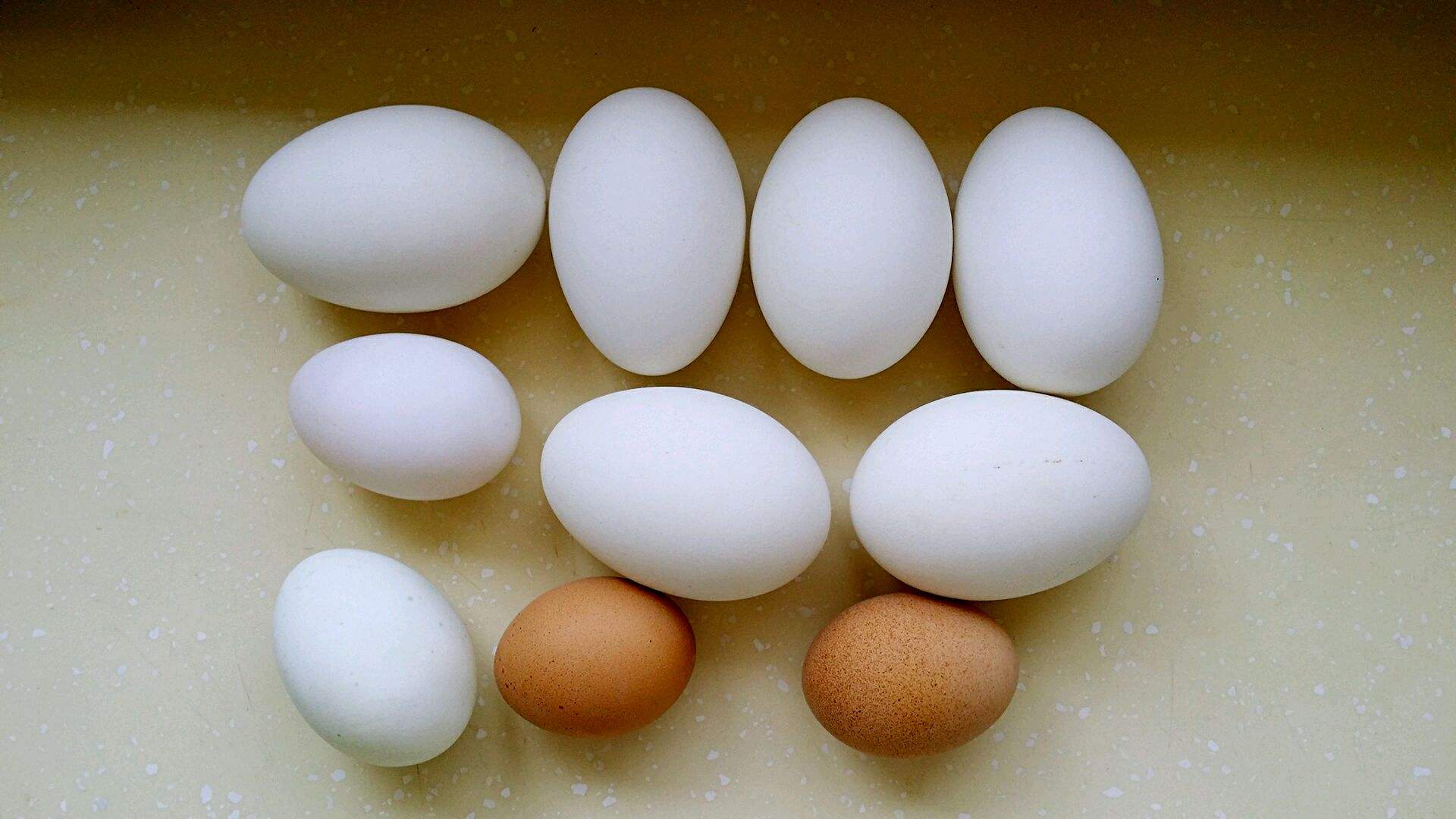 鵝蛋有什麼營養價值？它和其它蛋類有什麼區別？ 未分類 第1張