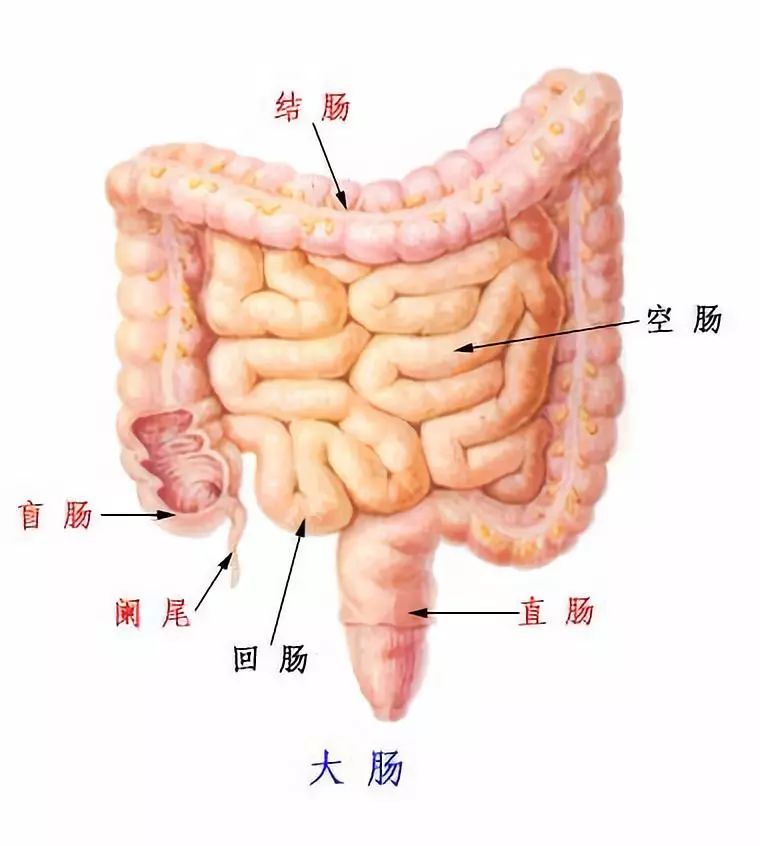 大肠分布位置图图片