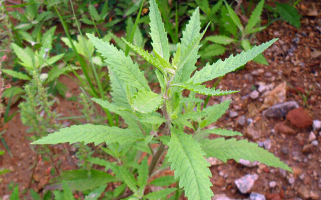 这种植物,蛇见了就跑,人称"驱蛇草,当今好珍贵