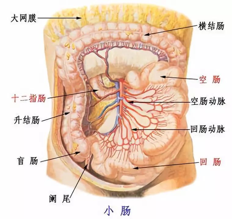 下腹器官图片