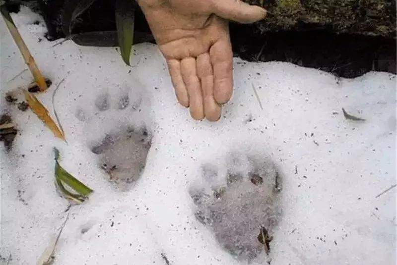 熊猫的脚印黄鼠狼的脚印上午 进去王朗自然保护区兽类寻踪