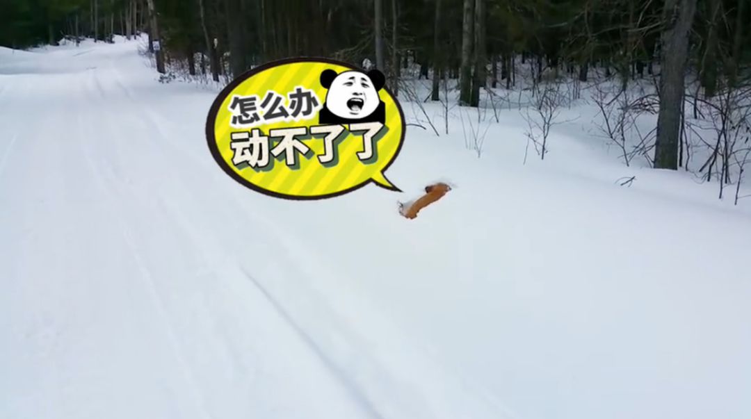 下雪天汪星人剎不住車,摔個狗吃屎!狗:太酸爽了!